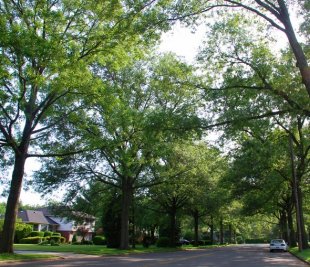 Tree lined street